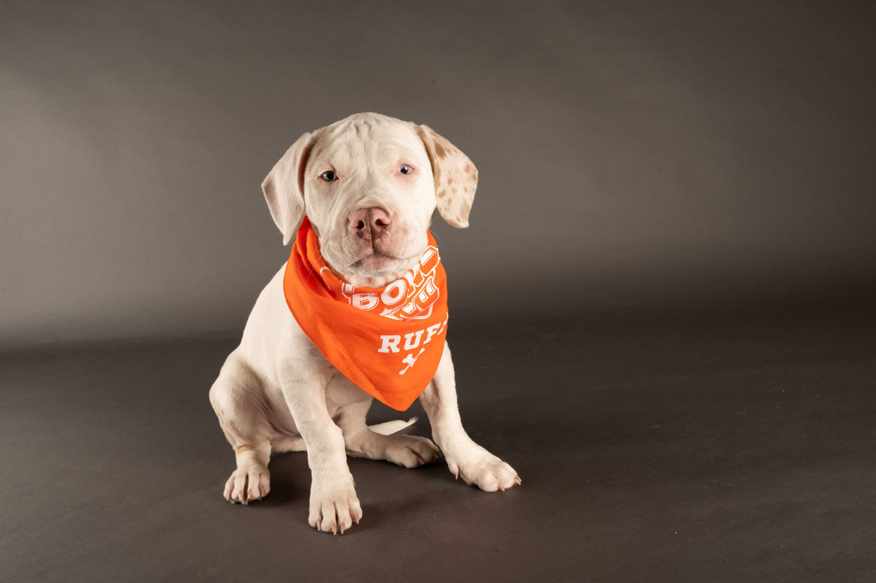 PUPPY BOWL XVII